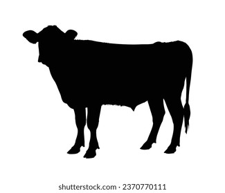 Cow Silhouette. Cow Vector Illustration. Cow Artwork.