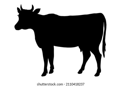 Cow silhouette. Vector stock illustration eps10. Isolate on white background, outline, hand drawing.