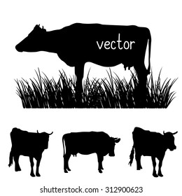 Cow silhouettes. Hand drawn grass.