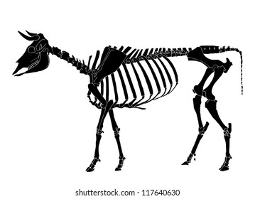 Cow Skeleton