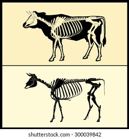 Cow Skeleton With Silhouette  