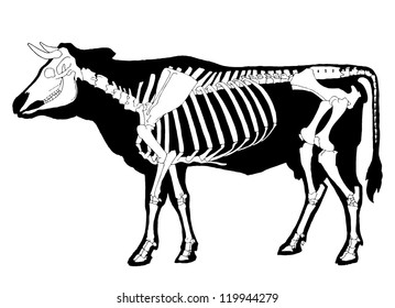 Cow Skeleton With Siluette