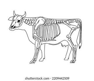 Cow skeleton. Sketch vector illustration, line art