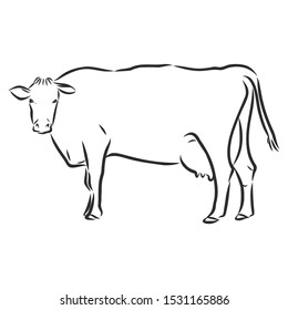 Cow sketch, contour vector illustration 