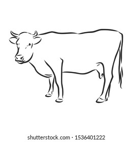 Cow Sketch Contour Vector Illustration Stock Vector (Royalty Free ...