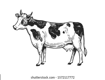 Cow sketch. Hand drawn illustration converted to vector. Isolated on white background