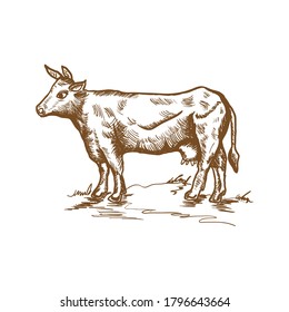 Cow sketch, hand drawn vector illustration, vintage drawing in brown color, design for eco farm products decoration
