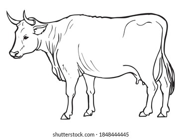 Cow Sketch Vector Illustrationisolated On White Stock Vector (Royalty ...