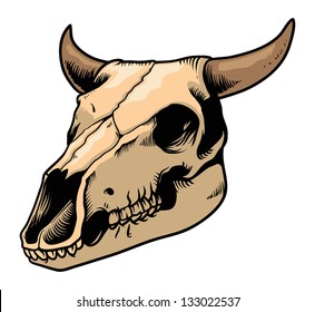 cow skull