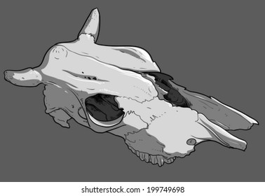 cow skull 