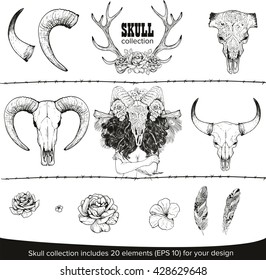 Cow skull collection