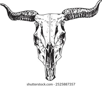 Cow skull - hand drawn vector illustration