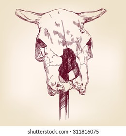 cow skull hand drawn vector llustration realistic sketch