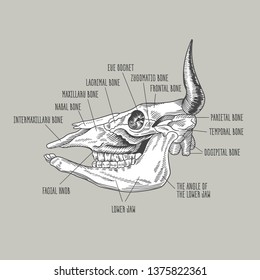 The cow skull. An image of a cow skull.