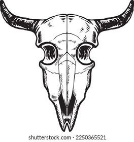cow Skull with two horn from front side 
