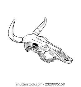 Calavera de vaca. Ilustración vectorial. Objeto aislado sobre un fondo blanco. Estilo dibujado a mano.