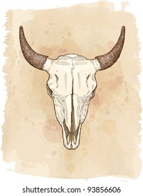 cow skull - vector sketch