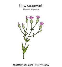 Cow soapwort or cowherb (Vaccaria hispanica), medicinal plant. Hand drawn botanical vector illustration