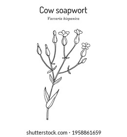 Cow soapwort or cowherb (Vaccaria hispanica), medicinal plant. Hand drawn botanical vector illustration