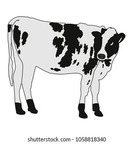 the cow spotted vector illustration