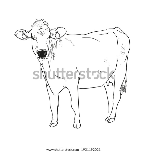 A cow stand. Pencil sketch drawing isolated. Black\
and white line