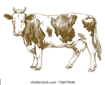 cow standing in front of white background