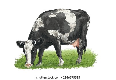 cow is standing nibbling grass sketch engraving illustration style