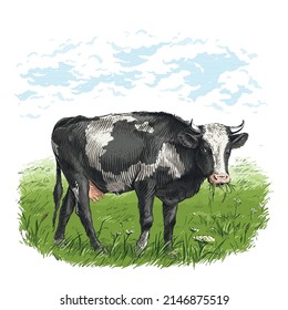 vaca está parado cojeando boceto de césped grabando estilo de ilustración