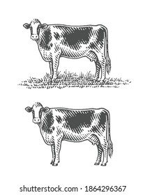 Cow standing on grass. Hand drawn engraving style illustrations.