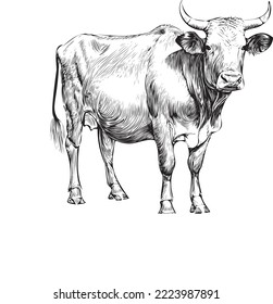 Cow standing side view engraved hand drawn sketch.Cattle breeding.Vector illustration.