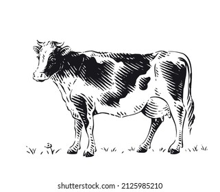 Cow Is Standing Sketch Engraving Illustration Style