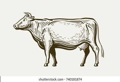 Cow Standing, View Profile. Farm Animal, Beef, Milk. Sketch Vector Illustration