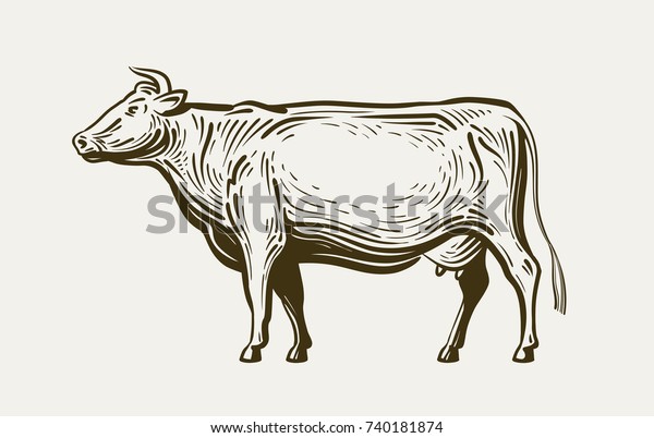 牛の立ち姿 縦断を表示 家畜 牛肉 牛乳 スケッチのベクターイラスト のベクター画像素材 ロイヤリティフリー