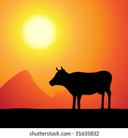 cow at sunset, vector illustration