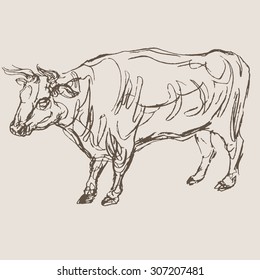 cow vector, hand draw sketch 