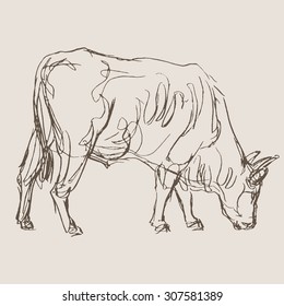 cow vector, hand draw sketch 