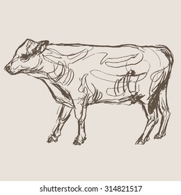 cow vector, hand draw sketch 