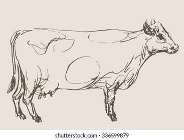 cow vector, hand draw sketch 