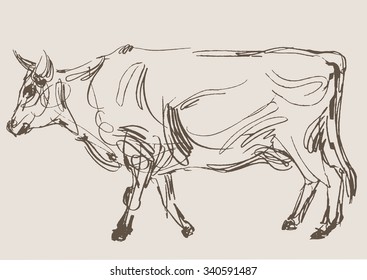 cow vector, hand draw sketch 