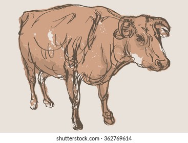 cow vector, hand draw sketch 