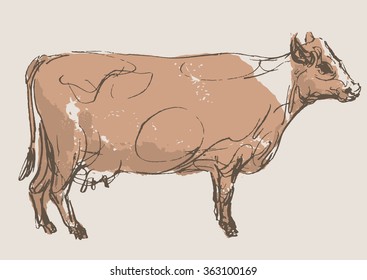 cow vector, hand draw sketch 