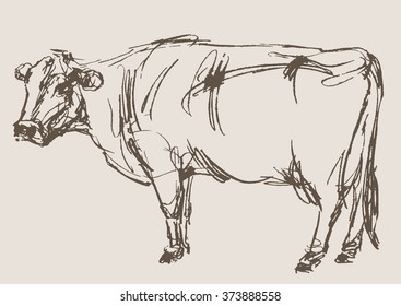 Animal Beef Cow Sketch Drawing for Adult