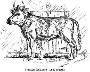 Cow - vector hand drawn artwork