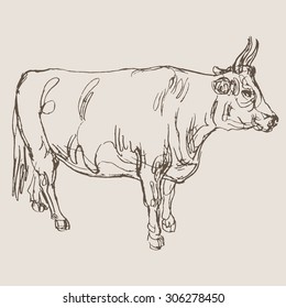  cow vector, hand drawn sketch