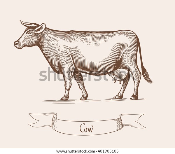 牛のベクターイラスト 牛のビンテージ彫刻様式のイラスト 牛のグランジラベル 牛肉のステッカー画像 乳製品のグランジラベル Eps10のイラスト のベクター画像素材 ロイヤリティフリー