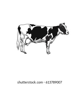 Cow vector illustration. Design for packaging agricultural products, signage, advertising farm products shops