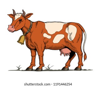 Cow vector illustration. Horned cow with a bell standing on the ground.