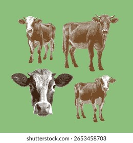 Cow, cow vector, cow illustration, line drawing on green background.