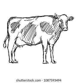 cow vector illustration sketch doodle hand drawn with black lines isolated on white background