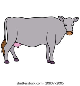 cow vector illustration,isolated on white background,top view
